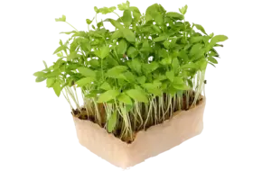 Persinette cress single